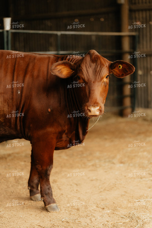 Cattle in Barn 125322