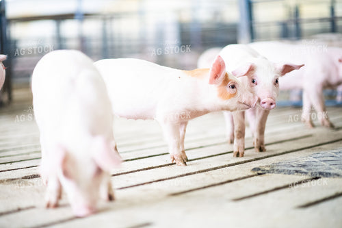 Piglets 168019