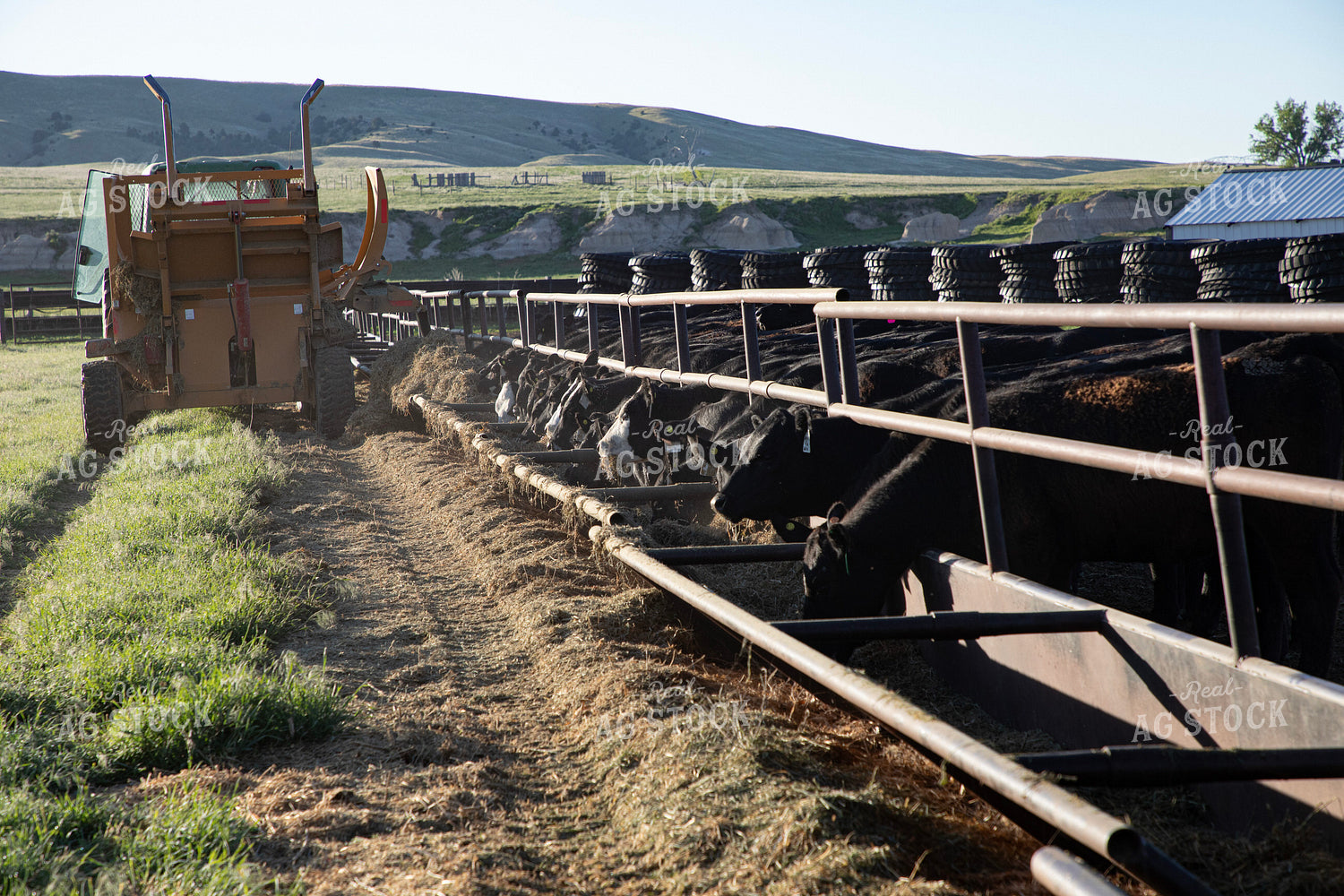 Feeding Cattle 117076