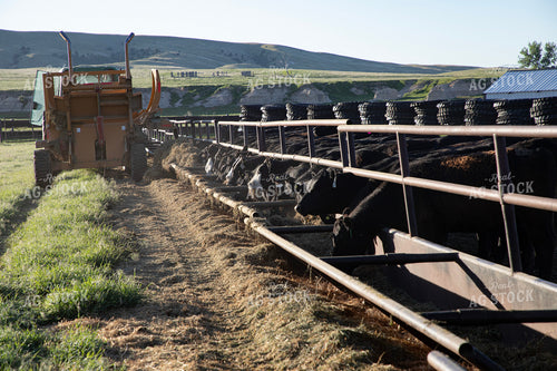 Feeding Cattle 117076