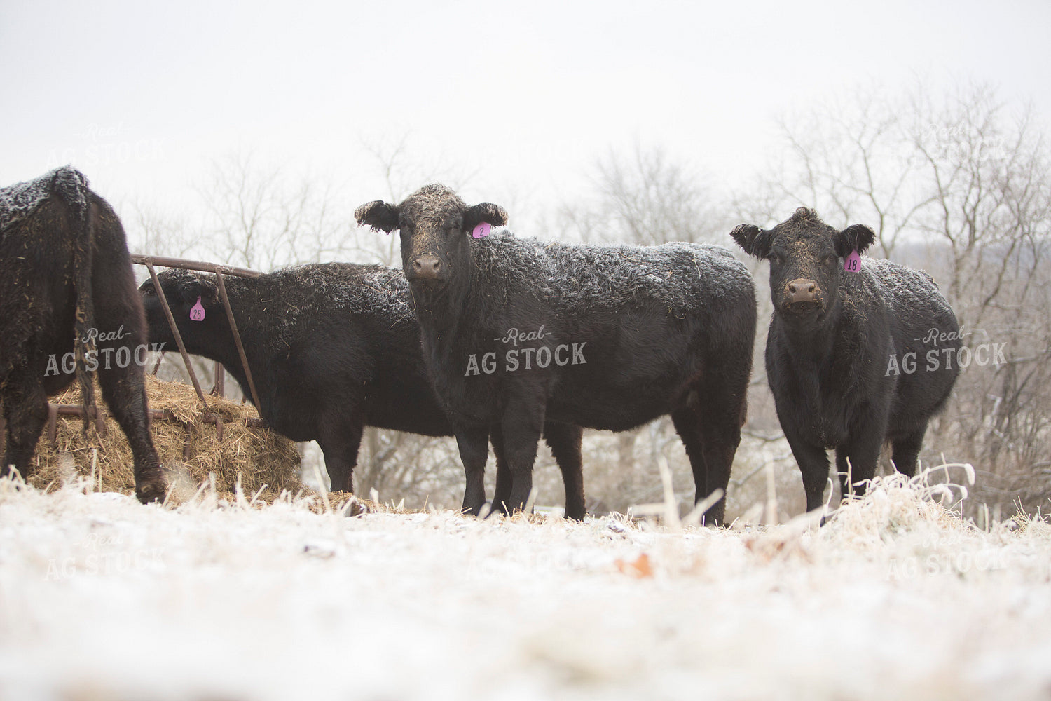 Cattle 1648