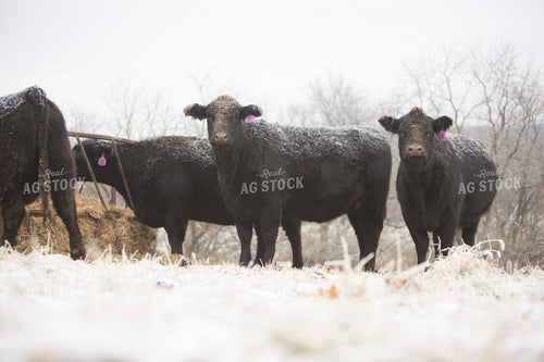 Cattle 1648