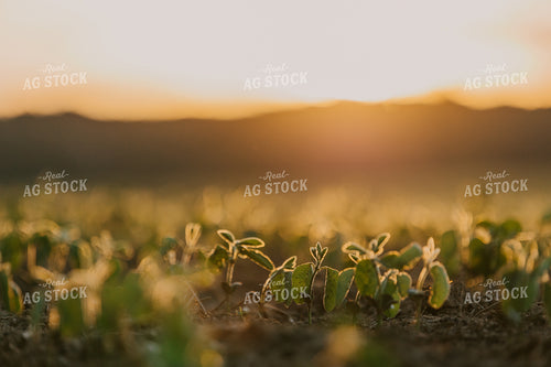 Early V1 Soybean Field at Sunset 52489