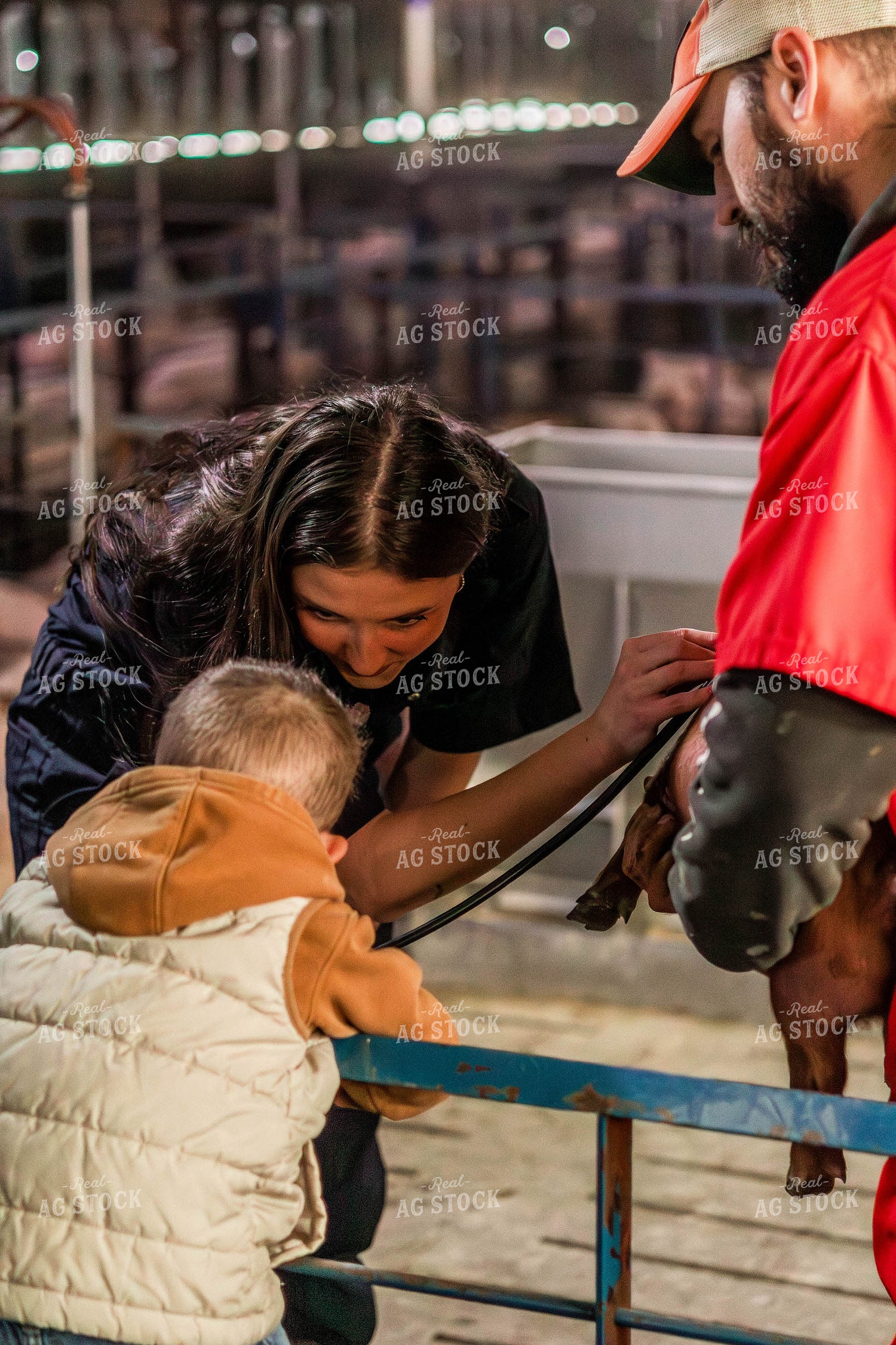 Female Veterinarian Checking Weaned Pigs 289092