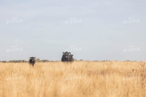 Angus Cattle in Pasture 72113