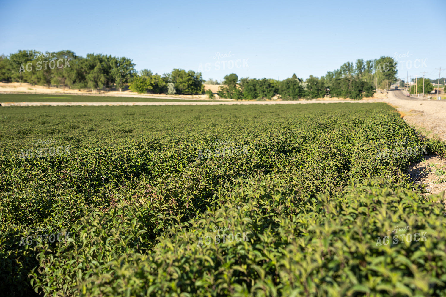 Mint Field 65805