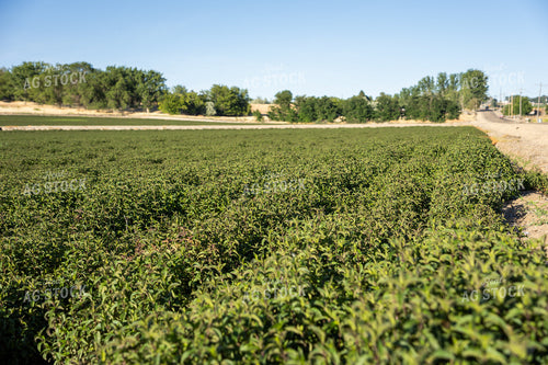 Mint Field 65805