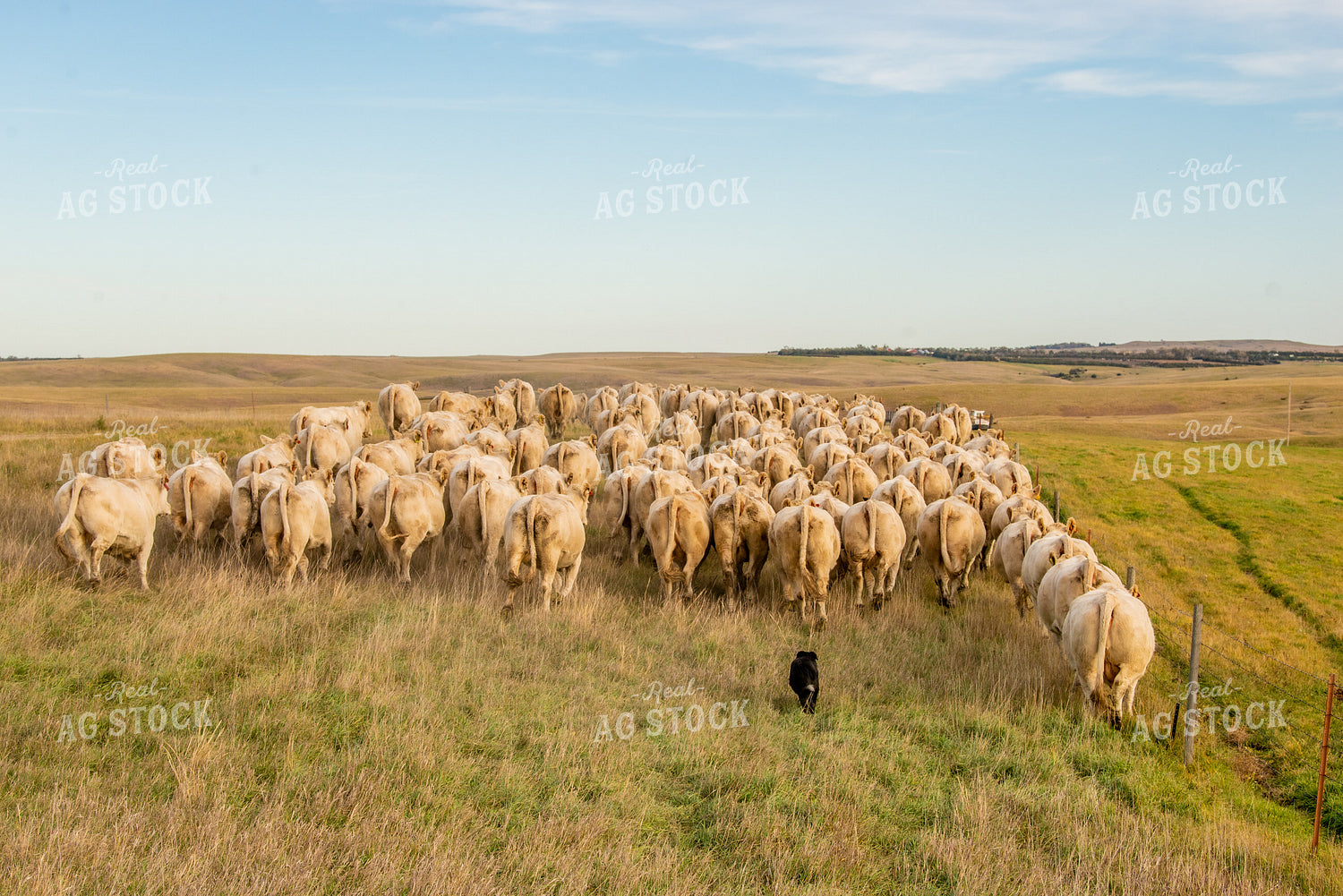 Moving Charolais Cattle 299012