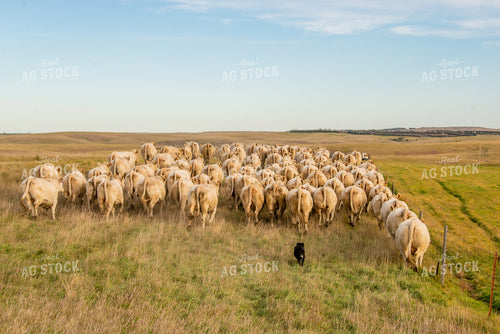 Moving Charolais Cattle 299012