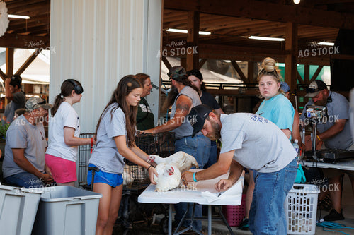 Showing Chickens 52858