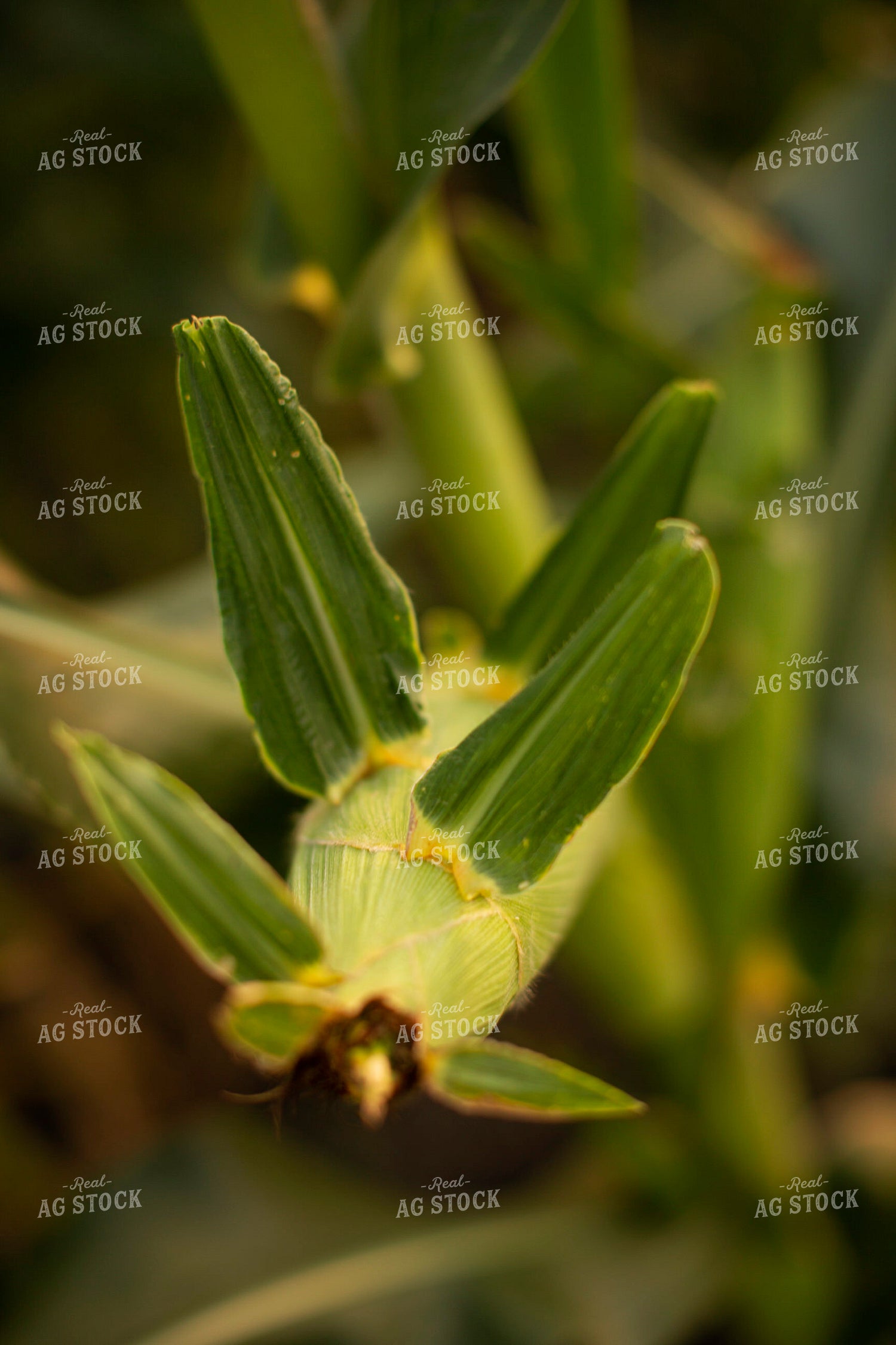 Corn - Mid-Season 2312
