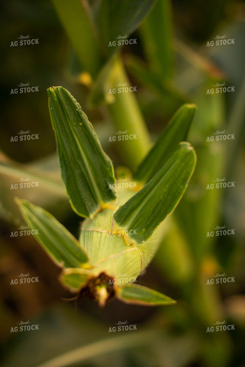 Corn - Mid-Season 2312