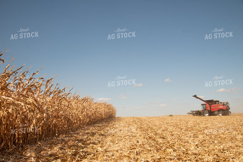 Combine Harvesting Corn on a Sunny Day 25906