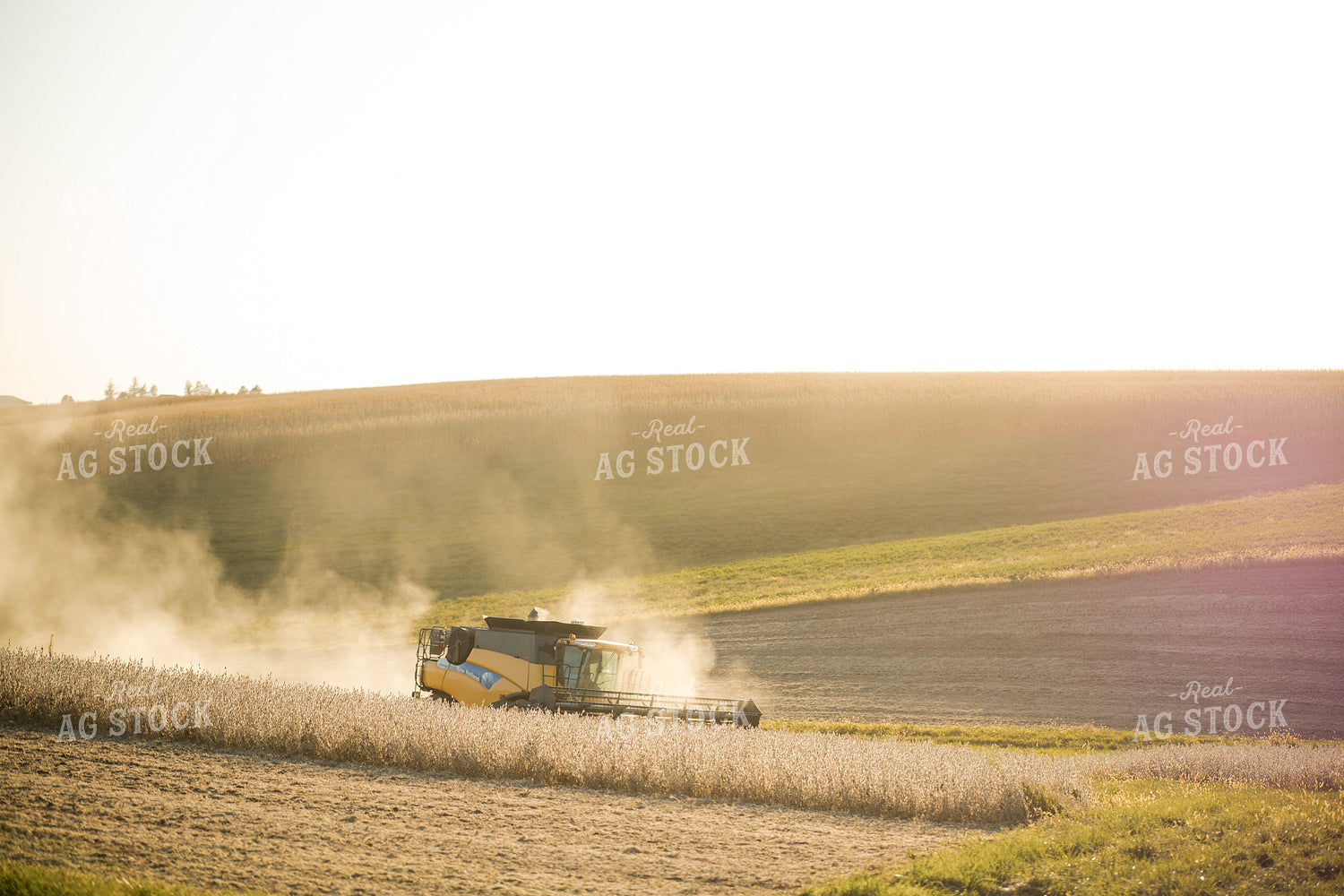 Soybean Harvest 215113
