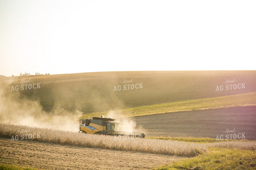 Soybean Harvest 215113