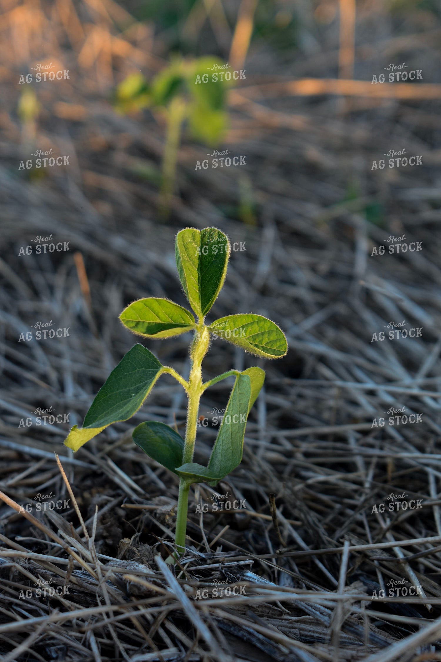 Soybean Field at Sunrise 156123