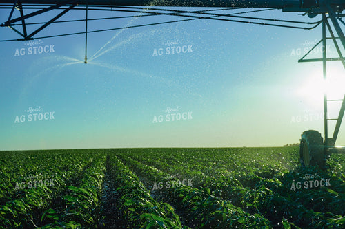 Field of Corn with Irrigation 65024