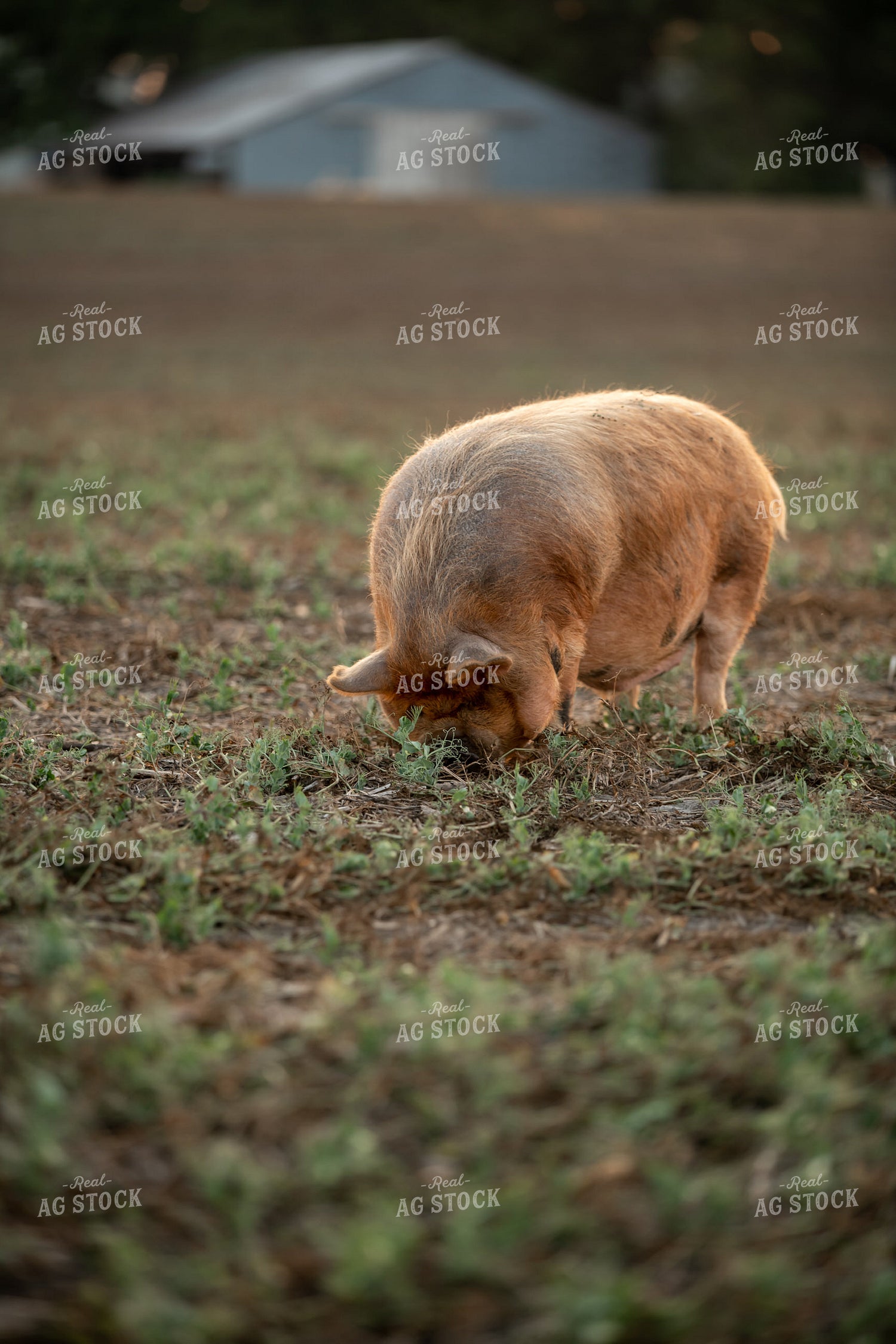 Pig Eating Cover Crops 76433