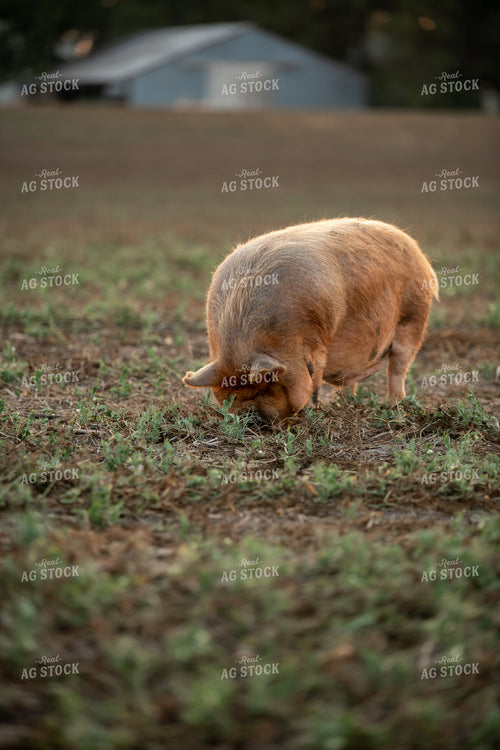 Pig Eating Cover Crops 76433
