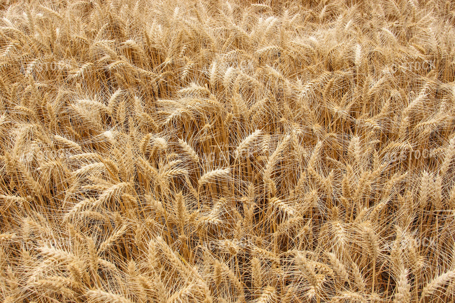 Wheat Field 188069
