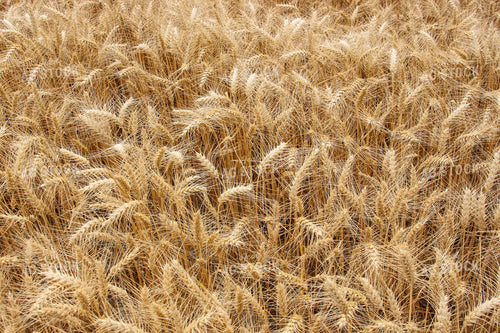 Wheat Field 188069