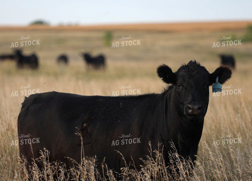 Cattle on Pasture 141796