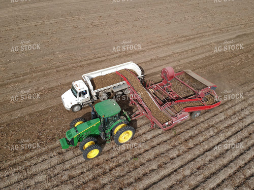 Potato Harvest 146006