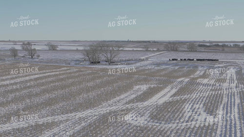 Aerial of Feeding Cattle in Winter 239530