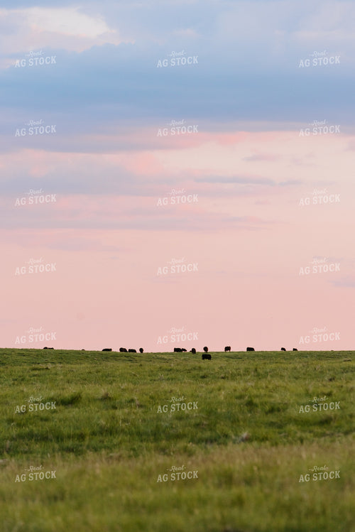 Angus Cattle Grazing in Pasture 68084