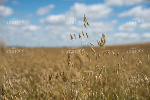 Dried Oats in Field 76074