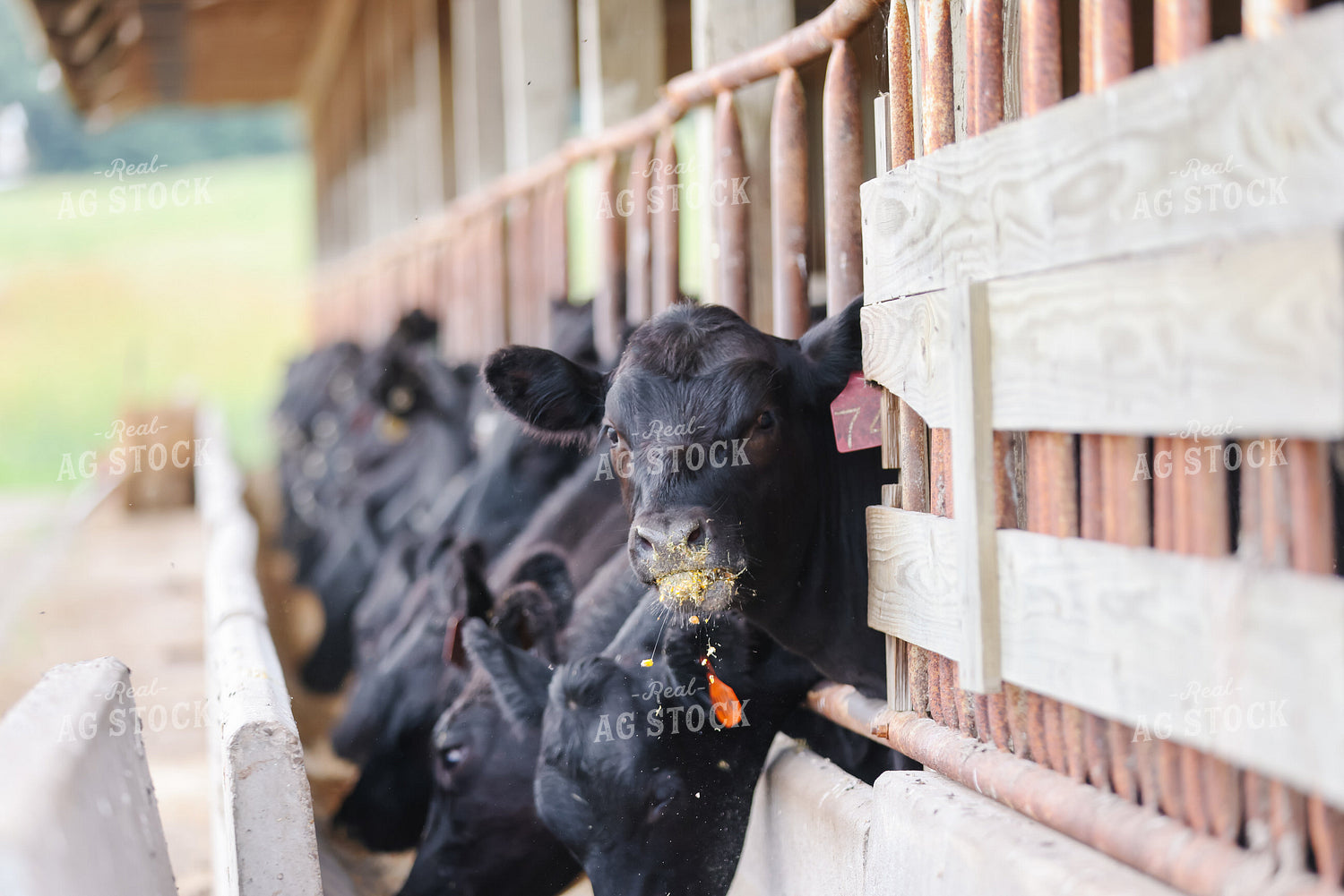 Cattle Eating from Feed Bunk 90153
