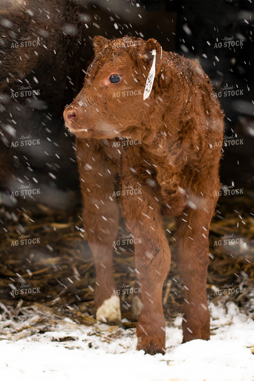 Red Calf in Snow 50053