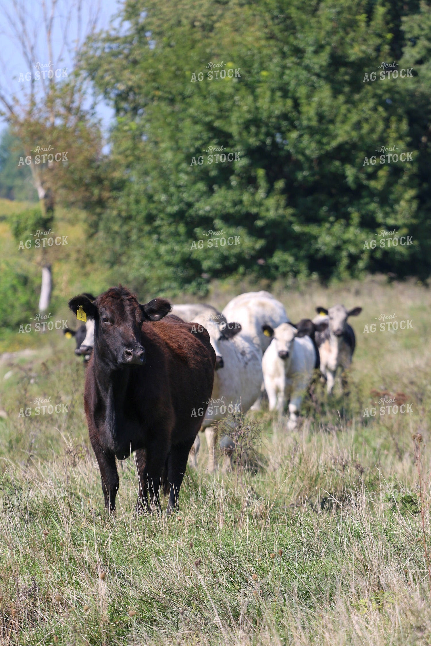 Cattle on Pasture 160331