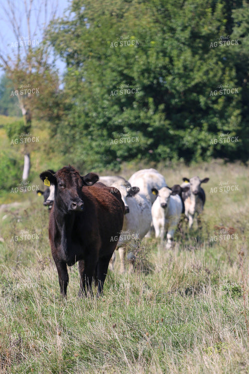 Cattle on Pasture 160331