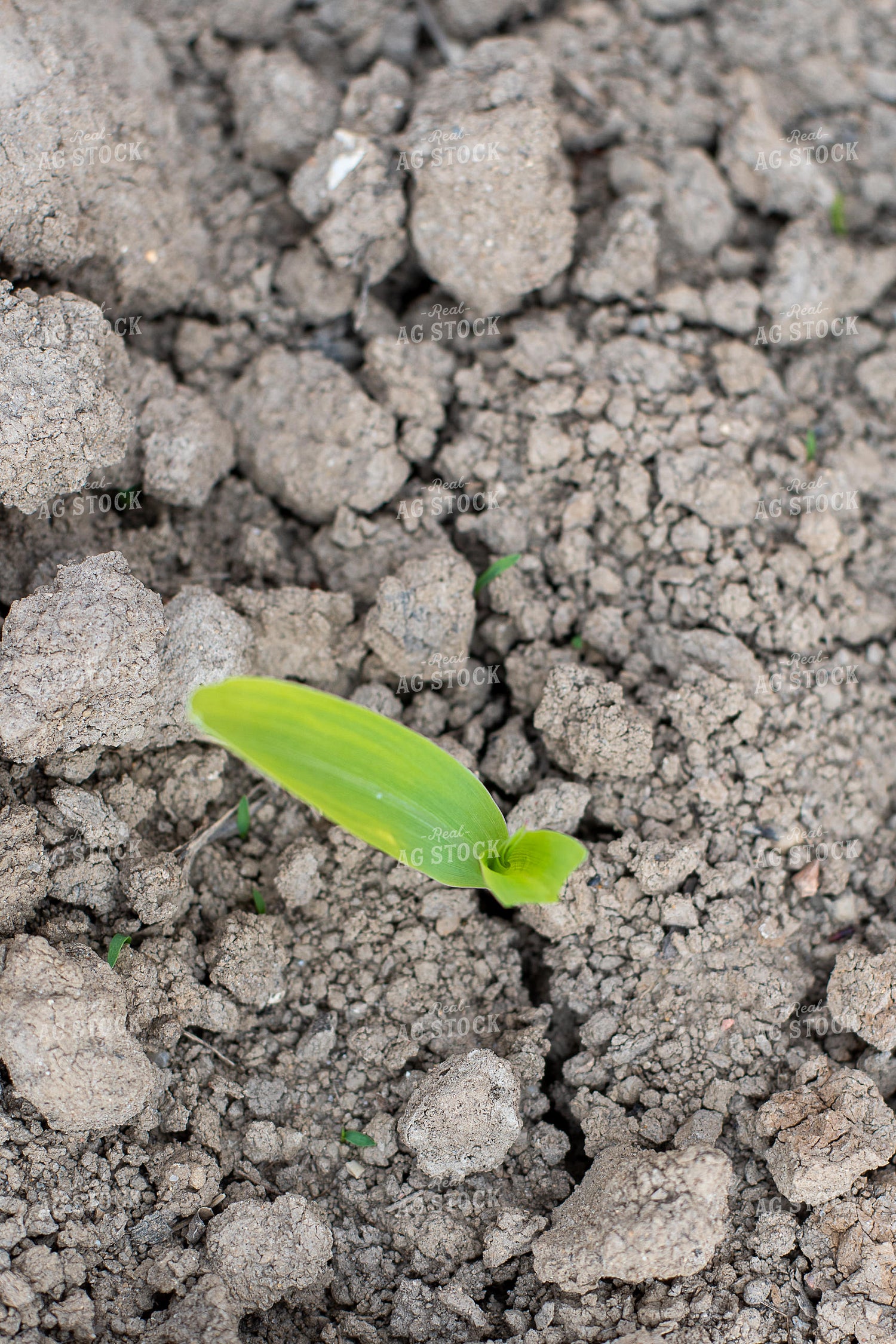Aerial View of Corn Emerging from the Soil 50374