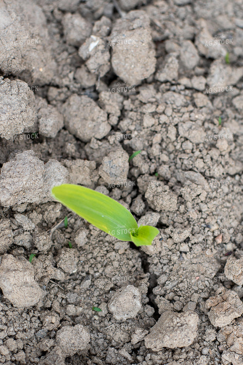 Aerial View of Corn Emerging from the Soil 50374