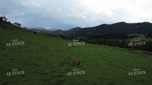 Horses in Montana Pasture 92035