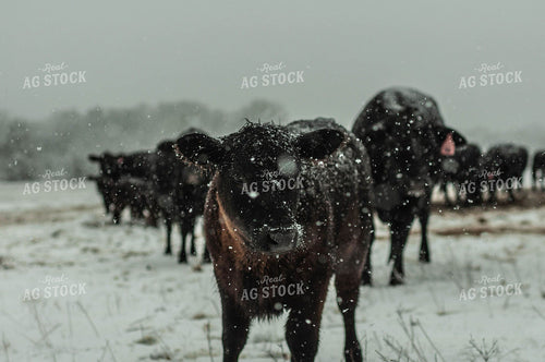 Cattle in Snow 59044