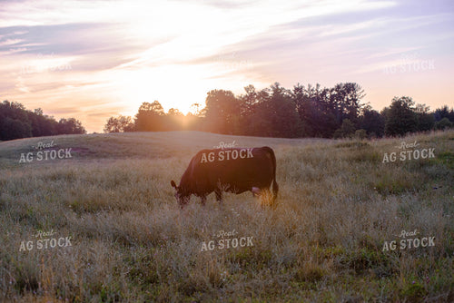Cow Grazing in Pasture 96005