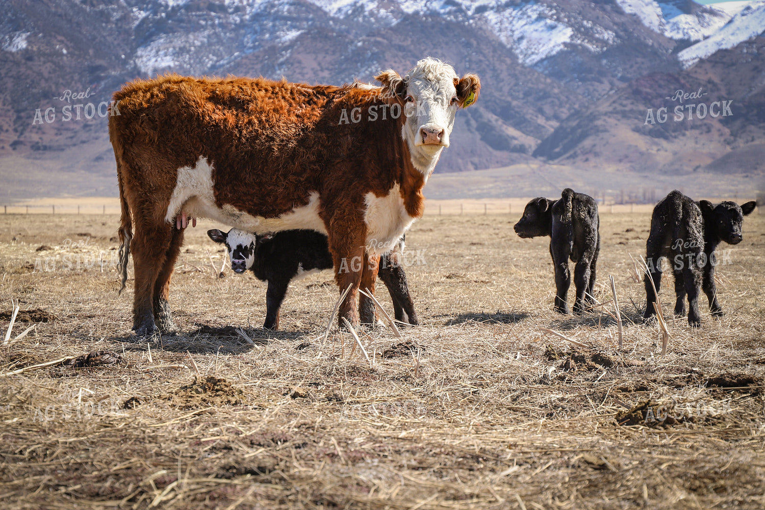 Cow Calf Pair 78174