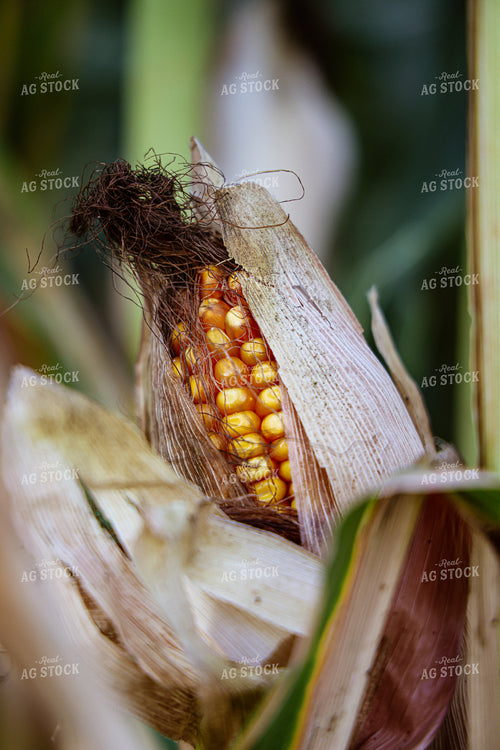 Semi Dried Corn 160294