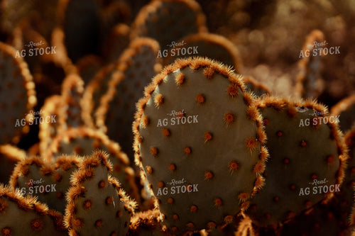 Cactus 58036