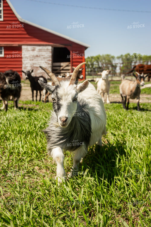 Nigerian Dwarf Goat 155192