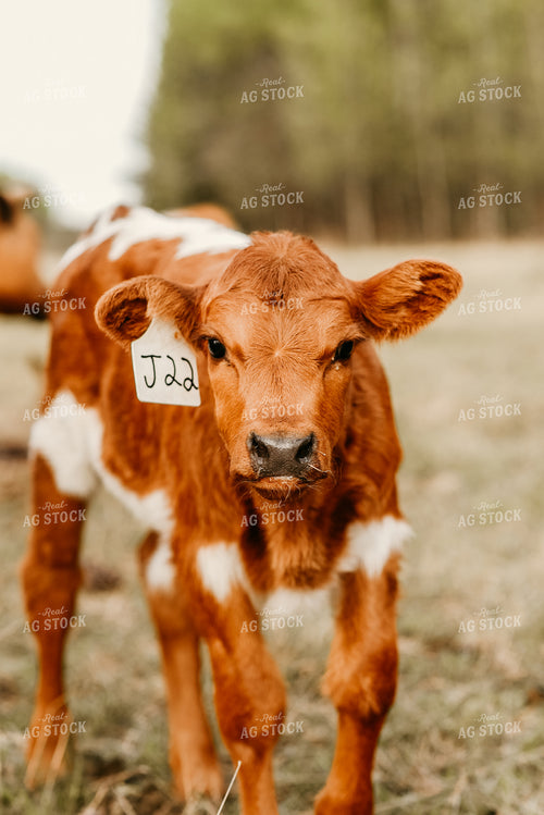 Calf in Pasture 64144