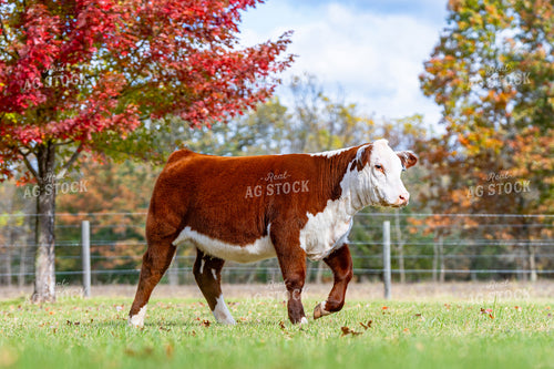 Show Cattle on Pasture 68254