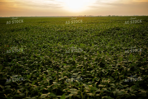 Soybeans - Mid-Season 2356