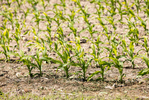 Early Growth Corn 178108