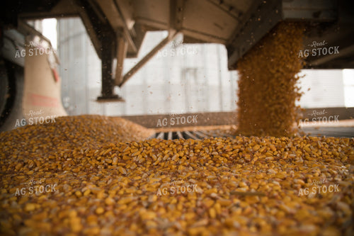 Corn Dumping into Grain Pit 26013