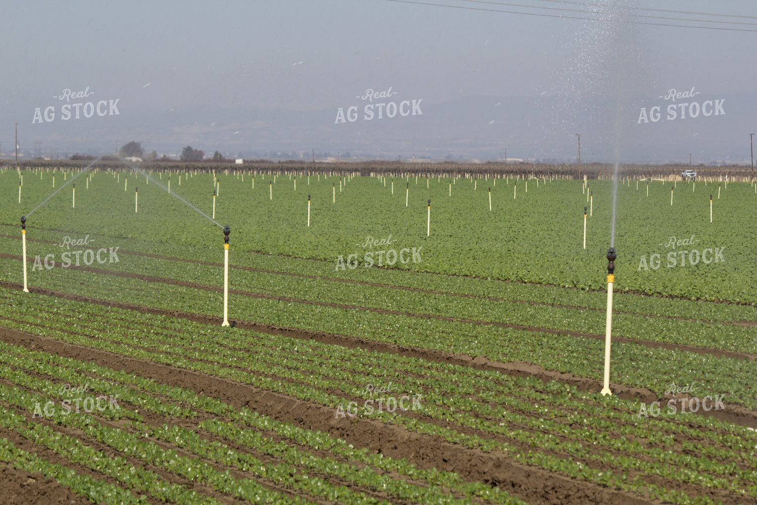 Irrigation System in Field 105093