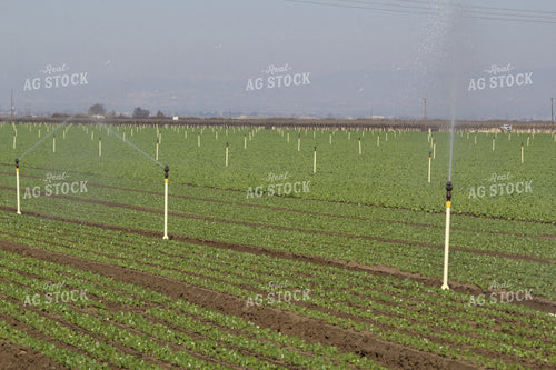 Irrigation System in Field 105093
